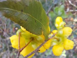 Ochna serrulata leaf margin teeth